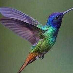 Meet your Posher, Miranda